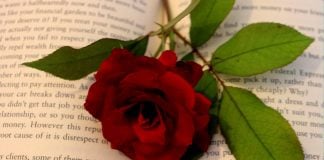 Rose on a book