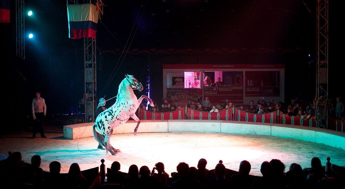 Circus life is no life for animals - Cherwell