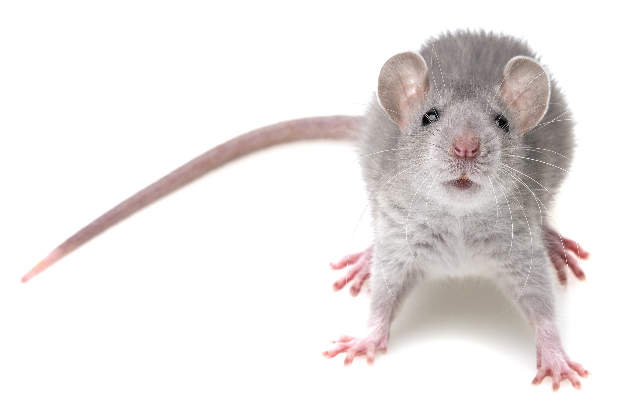 Маленькие живые мышки. Мышь. Крыса на белом фоне. Декоративные мыши. Мышь на белом фоне.
