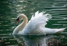 Swan in a river