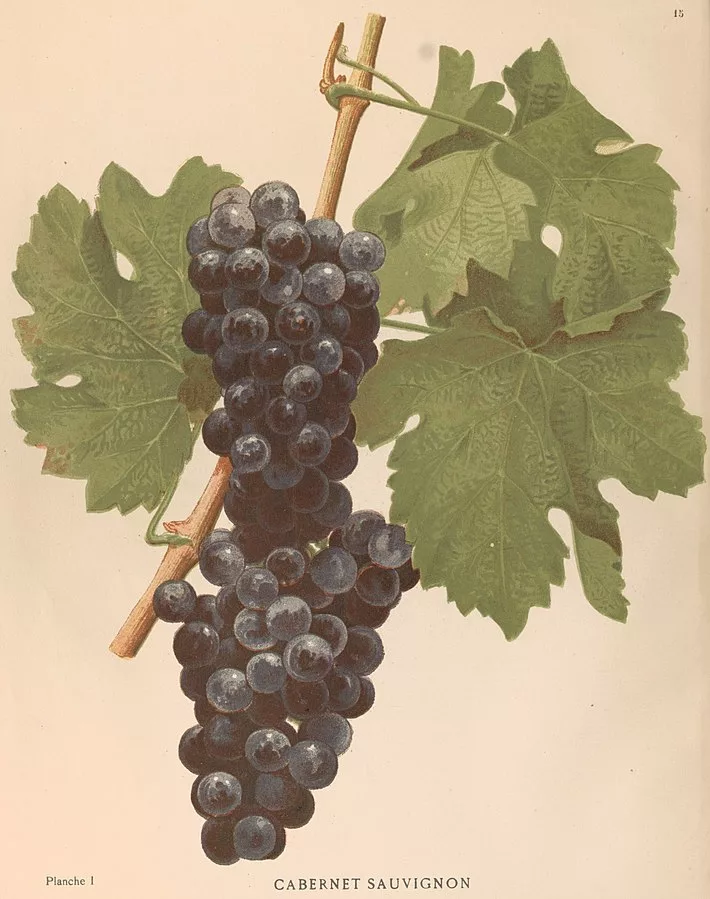 alt= a bushel of Cabernet sauvignon grapes