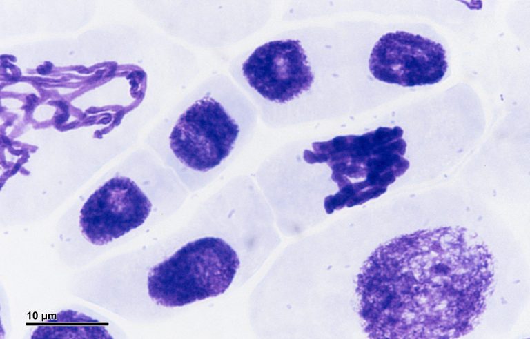 Mitosis
