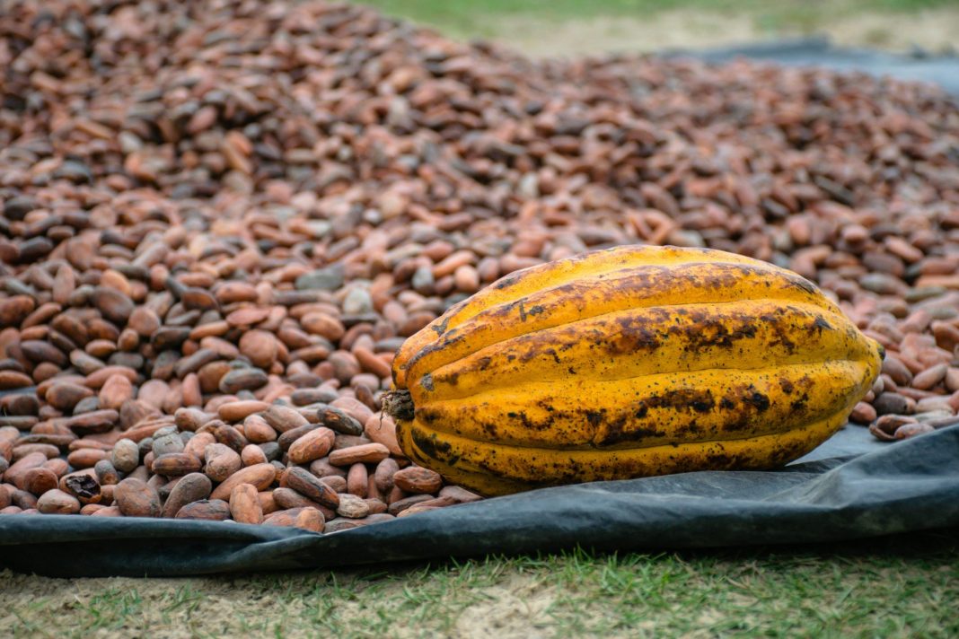 Cocoa farming