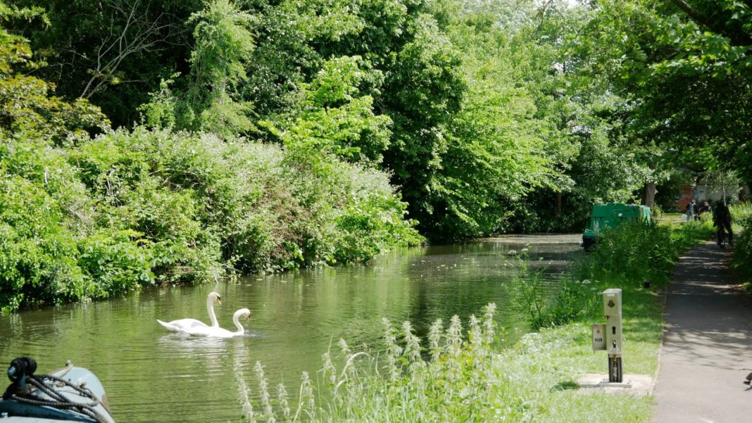 River with swans and footpath
