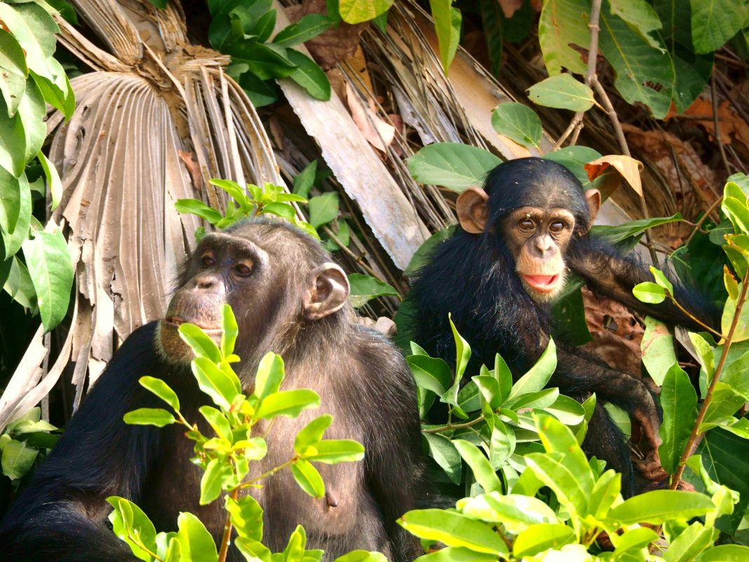 Two chimpanzees in a jungle