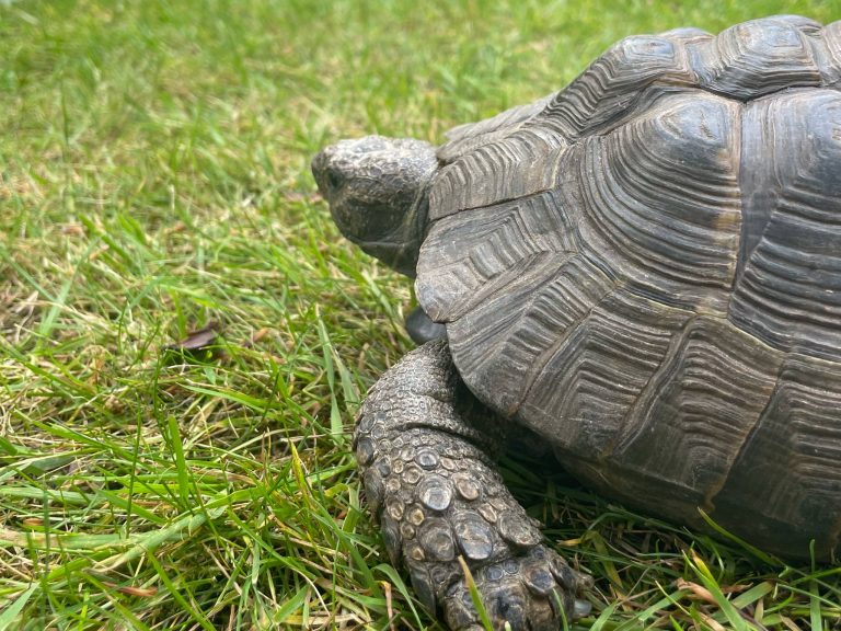 Notes from an ex-tortoise officer