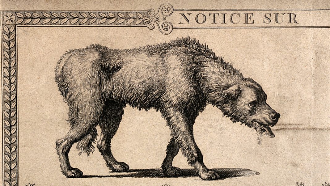 An engraving of a dog with rabies