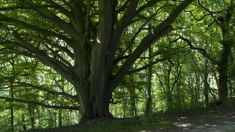 Government plans to construct ‘forest cities’ between Oxford and Cambridge