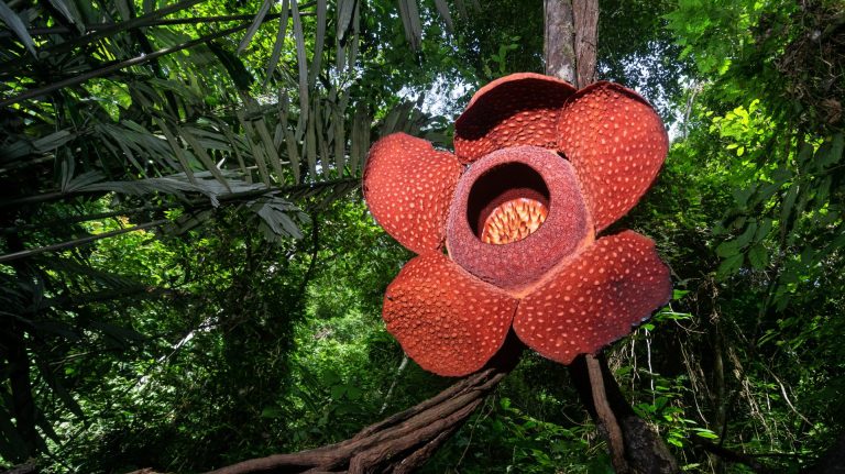University criticised for not crediting Indonesian researchers on rare flower discovery