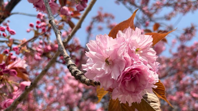 Spring at last
