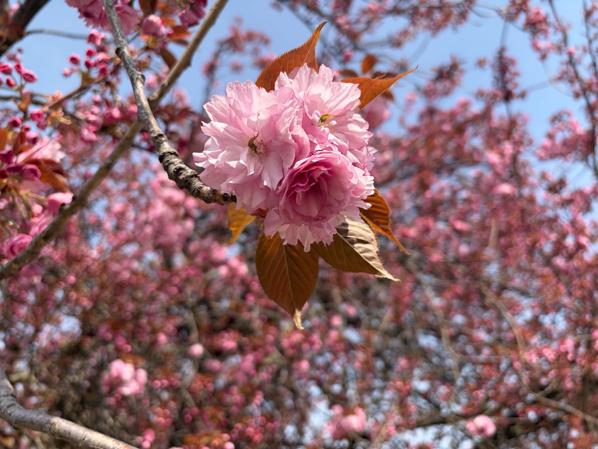 Blossoming tree in Spring